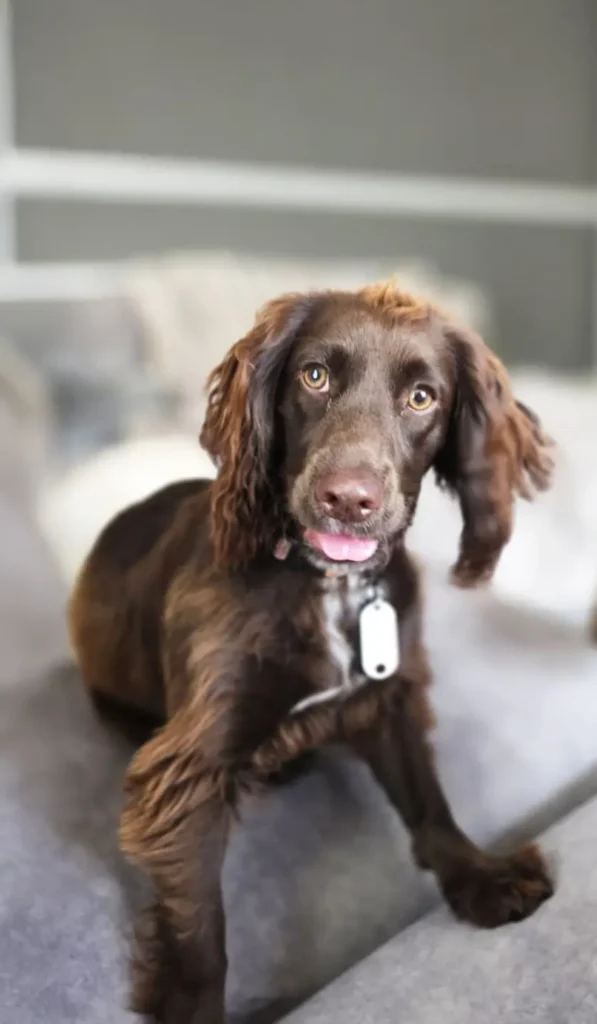 Coco the dog on a sofa at Cheshire Home Dog Boarding